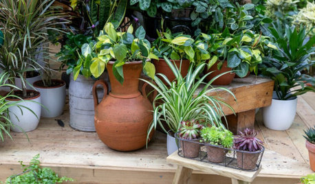 5 Houseplant Tips from the RHS Chelsea Flower Show