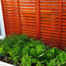 veg garden