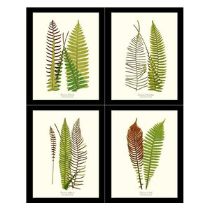 FERNS ~ Print Set of 3 Botanical Kitchen Vintage Fern Prints Wall Decor Set 2417