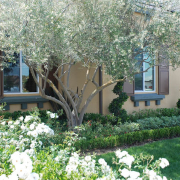 Olive Trees
