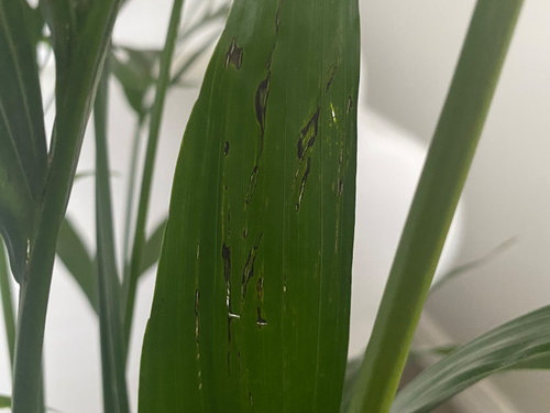 Brown dried tips and finding holes and long cuts in my Cat Palm leaves