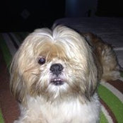 Donna Sirico's photo