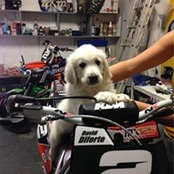 David Diforte's photo