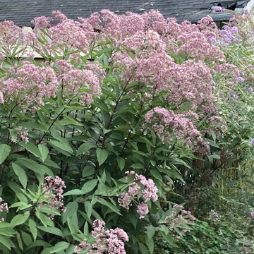 Joe Pye weed