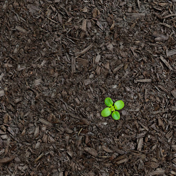 Earth Day Every Day