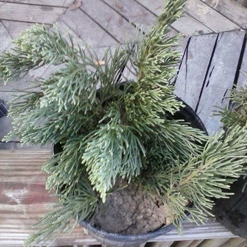Plants for sell