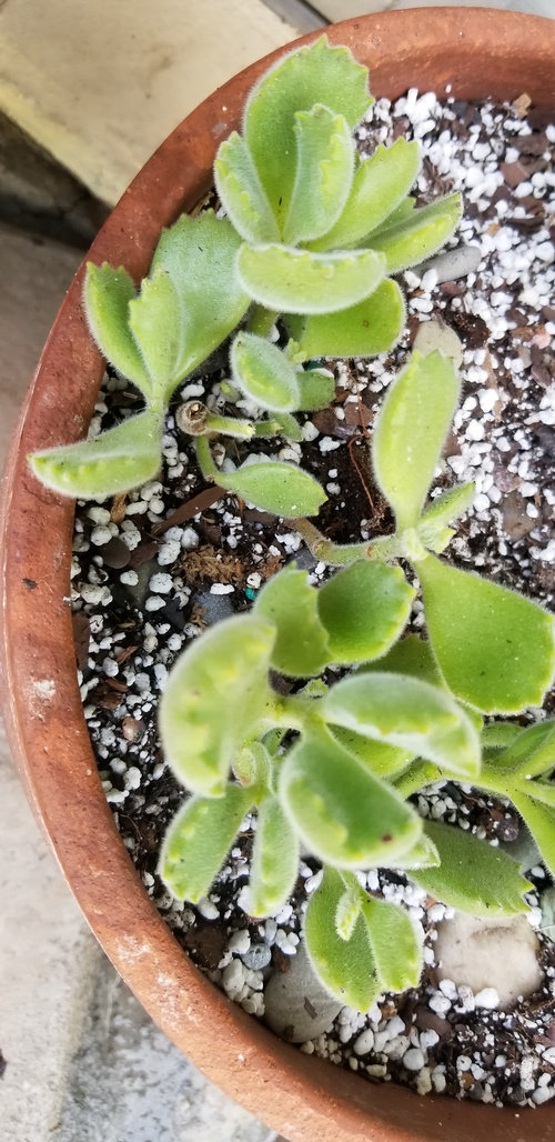 Bear Paws Succulent Dying. Please help.