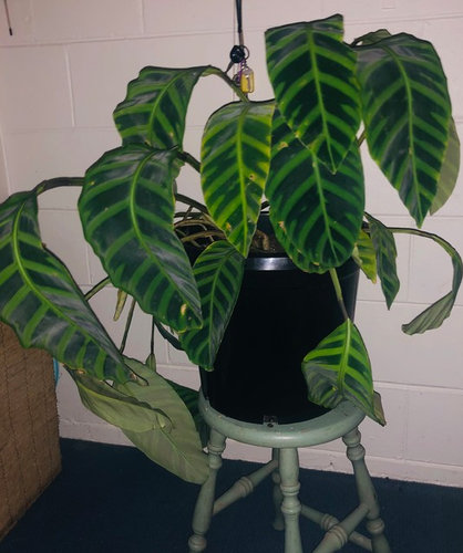  Calathea  Zebrina drooping  sagging dying Please help 