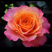 Diane Fessler's photo