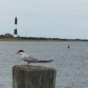 Marie LaRocco's photo