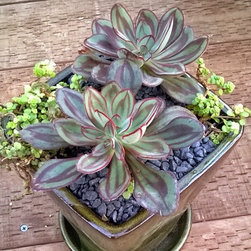 Succulent arrangements - Products