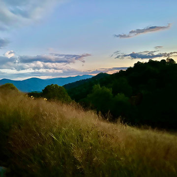 Panicum against a mountain at dusk.