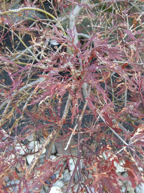 Japanese maple leaves are burned