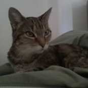 Lisa Foltz's photo