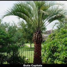 Backyards