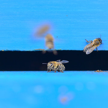 Bienenhaus #3