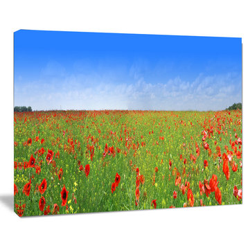 Poppy Meadow Panorama, Landscape Canvas Art Print, 20"x12"