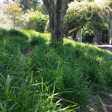 modern meadow