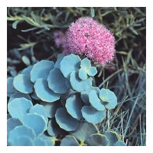 Plants