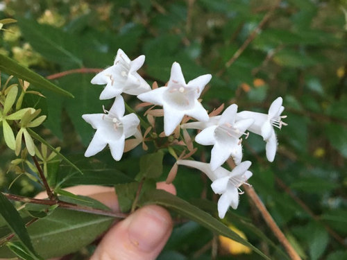 adidas tubular entrap white