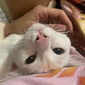 LomorKesor Rithy's photo