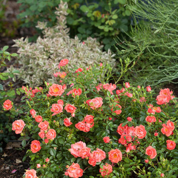 Oso Easy® Mango Salsa Landscape Rose