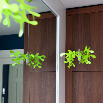 Walnut in White Bear