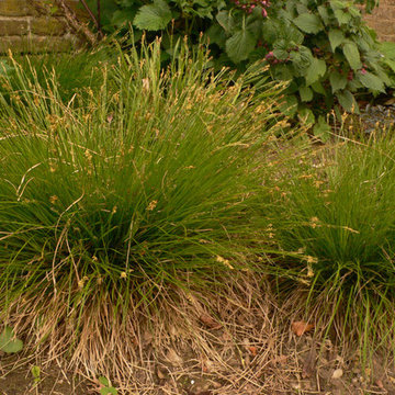 Carex eburnea