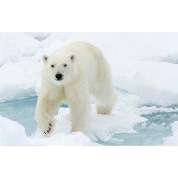 Giant White Polar Bear Walking On Icy Lake Loose Wall Art Print, 11" X 14"