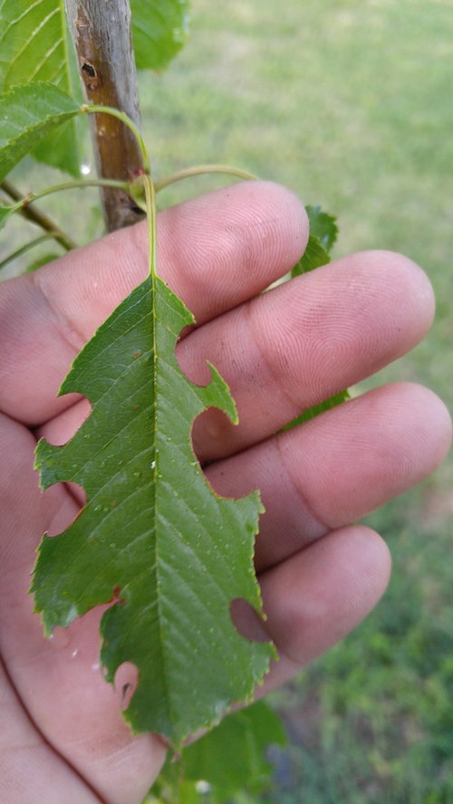 what kind of bugs do i got on my bing cherry tree