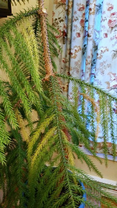 Norfolk Island Pine Turning Yellow Brown
