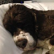 Jodi Levy Collins's photo