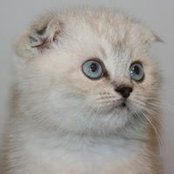 Ольга Светлова's photo