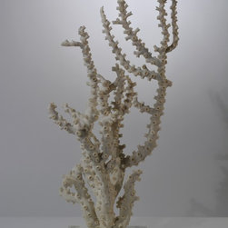 Corals - Products