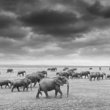 The Procession to Water, 2021