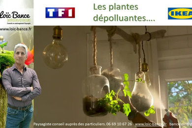Parution TF1 - Plantes dépolluantes