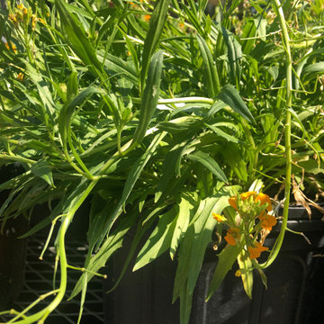 Plant Material