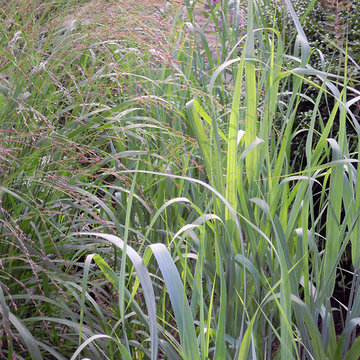 Switch grasses (Panicum virgatum)