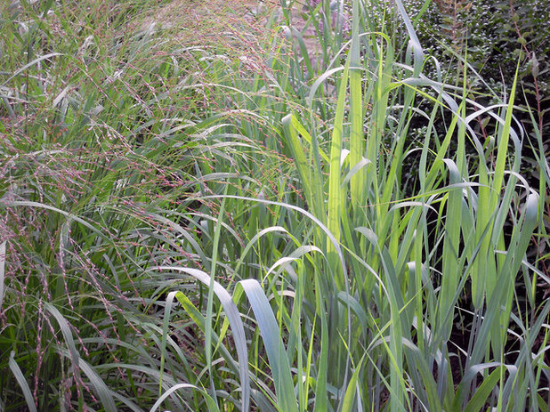Switch grasses (Panicum virgatum)