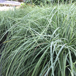 Current Featured Plants - Products