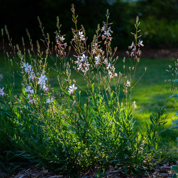 A Garden in the Five Points Neighborhood, Athens GA