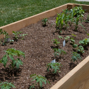 Mar Vista Magic with newly planted corn.