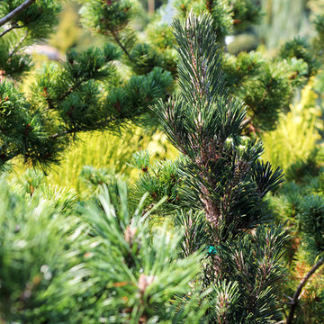 Trees and Shrubs