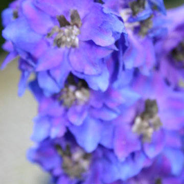 Garten in Blau
