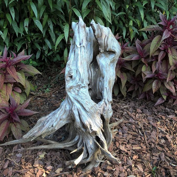 Driftwood Focal Point for Landscape / Yard