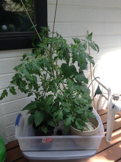 Why and How to Transplant Tomatoes (a Second Time) – Garden Betty