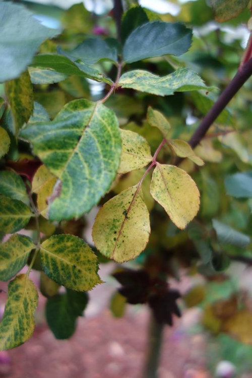 Roses dying or .. ? Help!