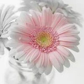 Dawn Connerさんの写真