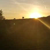 Rachel Shriver's photo