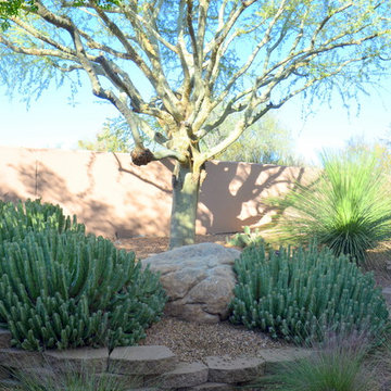 Succulents